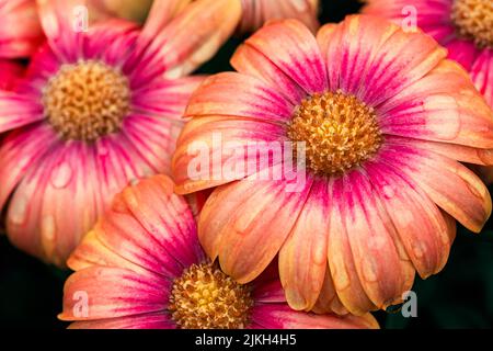 Osteospermum / Blushing Beauty  Osteospermum flowers at the Blenheim flower festival. Stock Photo