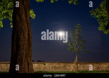 A low-angle view of beautiful trees during dark night Stock Photo