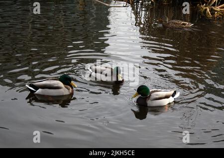 The three mallard ducks swimming in the lake Stock Photo