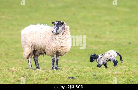 A Lonk sheep with a new born cute lamb on a green grass Stock Photo