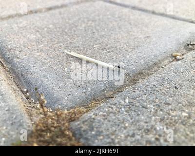 A photo of an ant carrying a dry blade of straw on the sidewalk Stock Photo