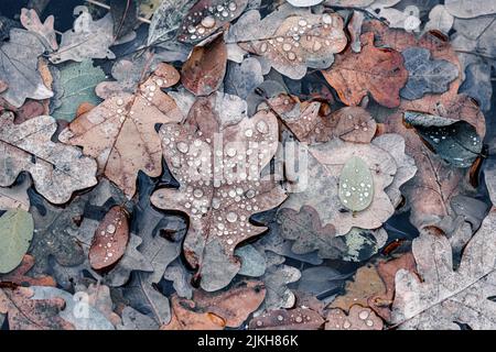 A top view of colorful fallen leaves in the puddle Stock Photo