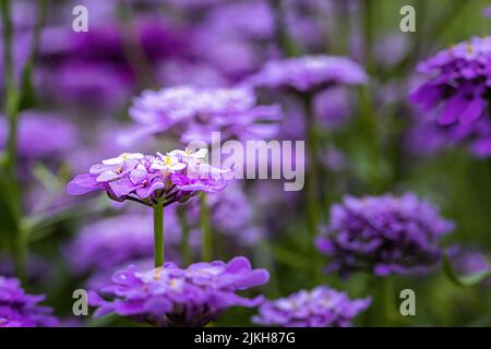 A selective focus shot of purple Iberis umbellata flower in the garden Stock Photo