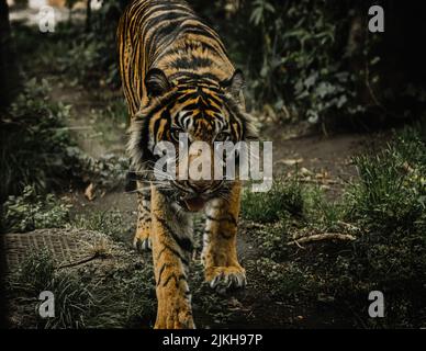 A closeup of a Sumatran tiger walking in green grass in a Ueno zoo Stock Photo