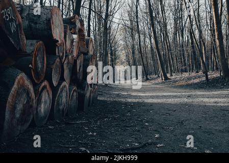 A forest path with cut tree trunks stacked on the left Stock Photo