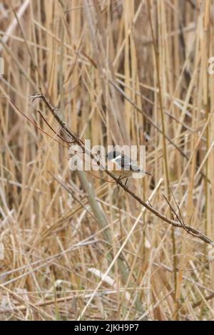 A European stonechat (Saxicola rubicola) on a branch in a dry field Stock Photo