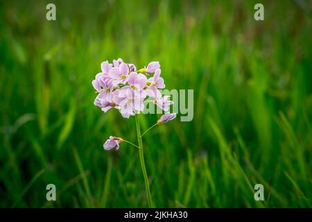 A closeup shot of small purple flowers in green lawn Stock Photo