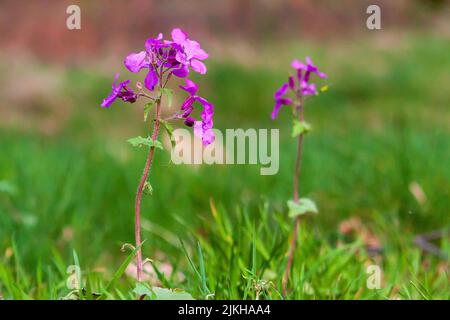 A closeup of a purple Annual honesty (Lunaria annua) wild flower growing in the field Stock Photo