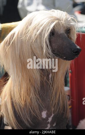 A vertical closeup shot of a fluffy Chinese Crested Dog Stock Photo