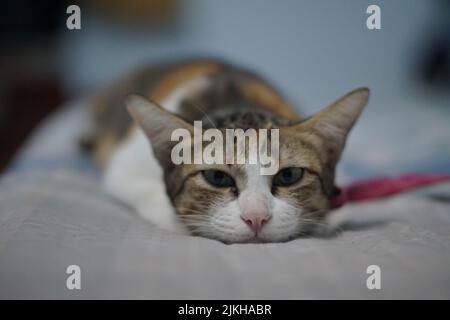 A shallow focus of an adorable tricolor cat lying on the blanket with a tricky glance Stock Photo