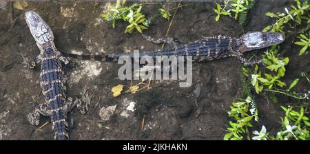 A top view of two baby alligators swimming in a pond Stock Photo