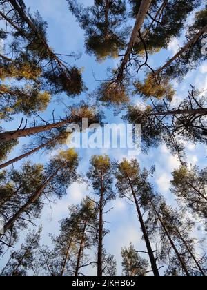 A tall pine trees under a clear blue sky Stock Photo - Alamy
