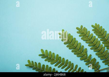 A beautiful view of tamarind green leaves isolated on a blue background Stock Photo