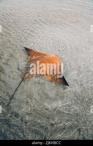 A vertical shot of the cownose ray floating in shallow water. Rhinoptera bonasus. Stock Photo