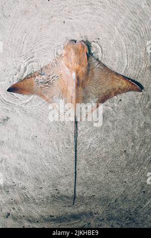 A vertical shot of the cownose ray floating in shallow water. Rhinoptera bonasus. Stock Photo
