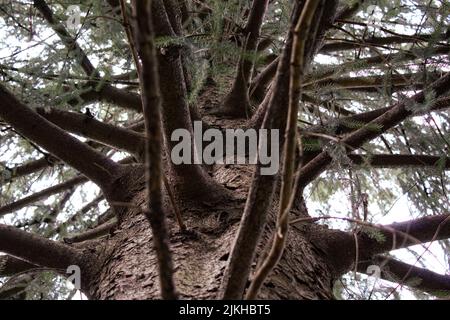 An old tree trunk of pine tree in the forest Stock Photo