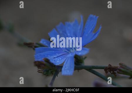 A closeup shot of a blue Chicory with water drops on it Stock Photo