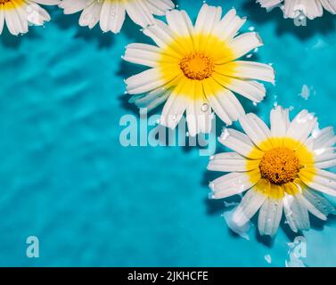 A close-up shot of daisies on water with droplets on petals against a blue background with copy space Stock Photo