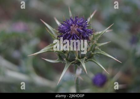 A close-up macro of a Milk thistle flower plant with a blurred background Stock Photo