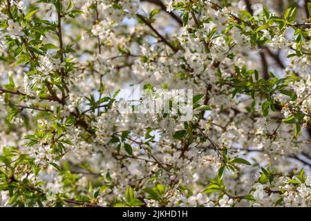 A close-up shot of sour cherry blossom in the daytime Stock Photo