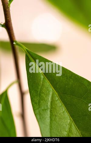 A closeup of fresh green avocado leaf on bokeh background Stock Photo