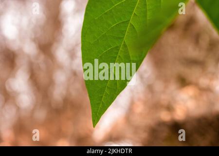 A closeup of fresh green avocado leaf on bokeh background Stock Photo