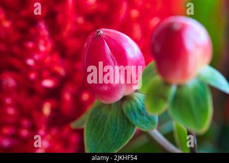 A closeup shot hypericum berry plant buds Stock Photo