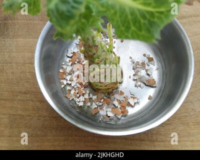 Bread vegetables at home. Fertilizer from egg shells. Stock Photo