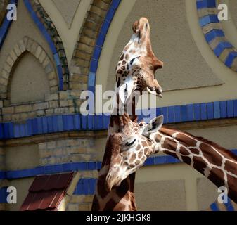 A heads of giraffes resting gracefully on each other in Berlin Zoo Stock Photo