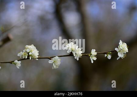 A closeup of plum tree white flowers on a branch with blurred background Stock Photo