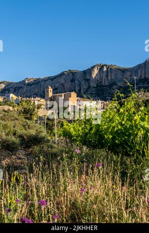 Vineyards during sunrise in Morera de Montsant in the Montsant appellation of origin wine region in the province of Tarragona in Spain Stock Photo