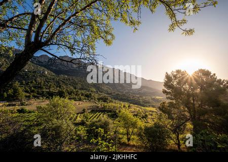 Vineyards during sunrise in Morera de Montsant in the Montsant appellation of origin wine region in the province of Tarragona in Spain Stock Photo