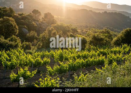 Vineyards during sunrise in Morera de Montsant in the Montsant appellation of origin wine region in the province of Tarragona in Spain Stock Photo