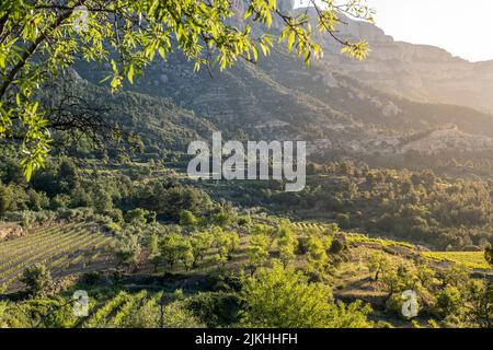 Vineyards during sunrise in Morera de Montsant in the Montsant appellation of origin wine region in the province of Tarragona in Spain Stock Photo