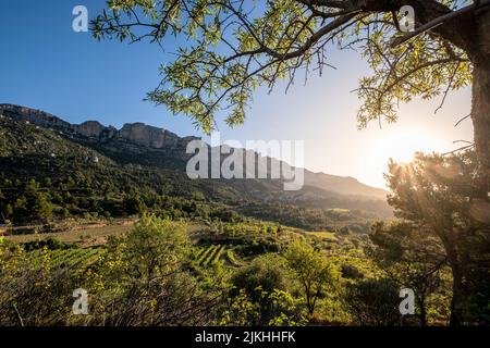 Vineyards during sunrise in Morera de Montsant in the Montsant appellation of origin wine region in the province of Tarragona in Spain Stock Photo