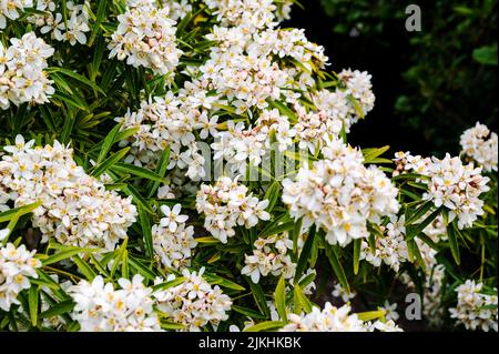 Choisya Dewitteana Aztec Pearl, Mexican orange Aztec Pearl, Rutaceae, Mexican orange blossom. Abundance of white blossom in spring. Stock Photo