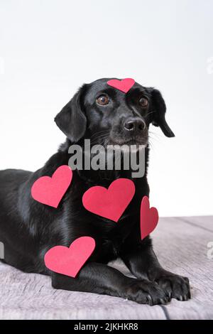 A vertical shot of a cute, black dog covered with red cut out hearts Stock Photo