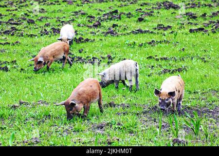 free-range alpine pigs, breeding farm, Tyrol, Austria Stock Photo - Alamy