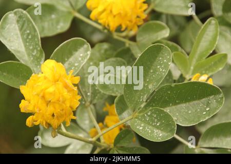 A scenic view of yellow pineapple broom flowering plants with green leaves Stock Photo
