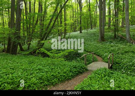 Path through spring green beech forest, incipient wild garlic blossom, Hainich National Park, UNESCO World Natural Heritage Site Ancient Beech Forests, Germany, Thuringia Stock Photo