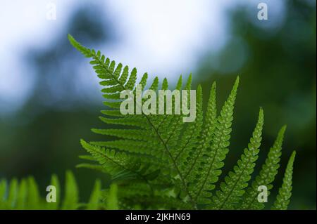 young fern frond, leaf underside with immature spores, Germany Stock Photo