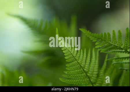 young fern fronds, leaf underside with immature spores, Germany Stock Photo