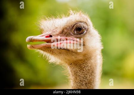 A selective focus shot of the face of an Ostrich surrounded by greenery Stock Photo