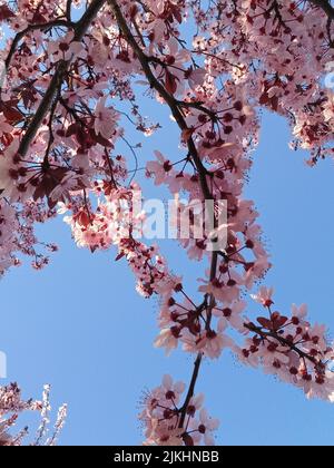 A low angle shot of cherry blossom blooming on the trees against blue sky in bright sunlight Stock Photo