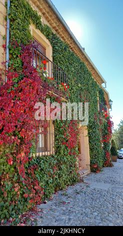 A house with overgrown ivy lianas Stock Photo