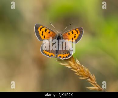 Close up of an American Copper butterfly perched on a dry grass seed head Stock Photo