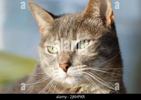 Selective focus shot of a gray cat with an angry cat face with a