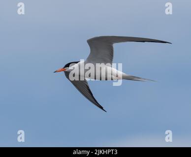 An adult Common Tern in flight Stock Photo