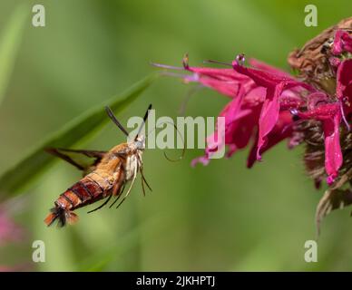 Close up of a Hummingbird Clearwing moth in flight approaching a pink monarda flower Stock Photo