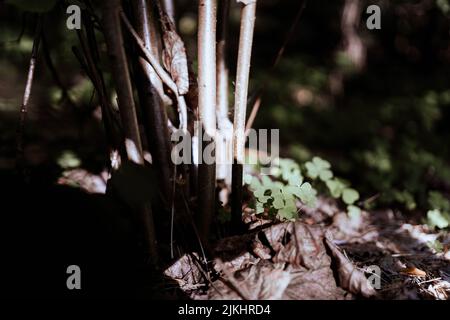 A closeup shot of sunlight on tree branches on the ground with dry leaves and grass in the garden Stock Photo
